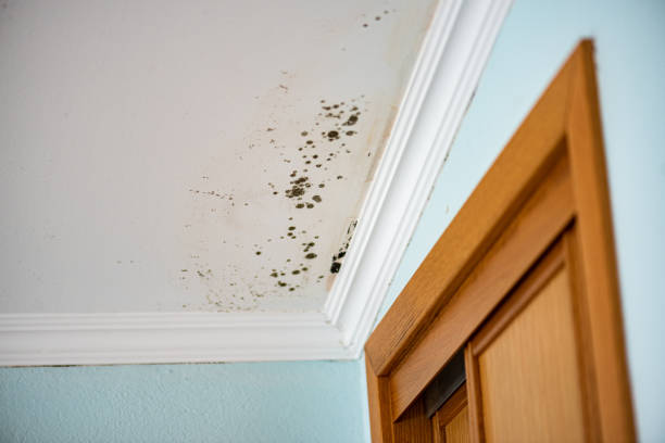 Professional Mold Removal in Elkton, VA