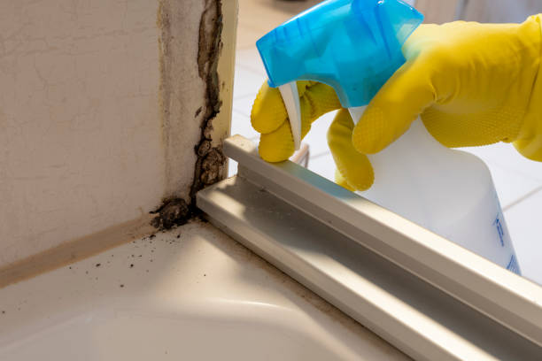 Best Mold Remediation  in Elkton, VA
