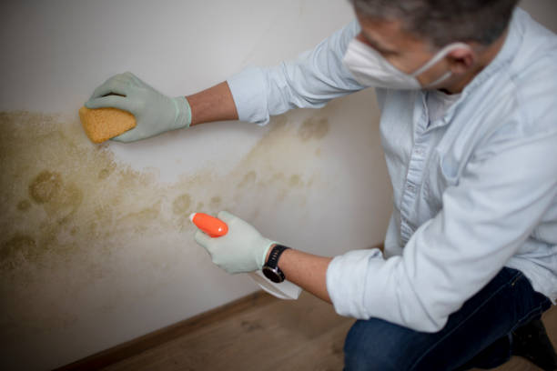 Best Mold Removal Company Near Me  in Elkton, VA
