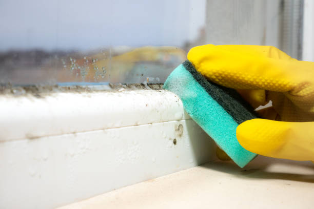 Best Mold Damage Repair  in Elkton, VA