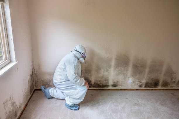 Best Attic Mold Removal  in Elkton, VA