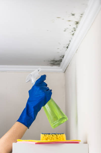 Best Commercial Mold Removal  in Elkton, VA