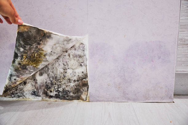 Best Mold Testing  in Elkton, VA